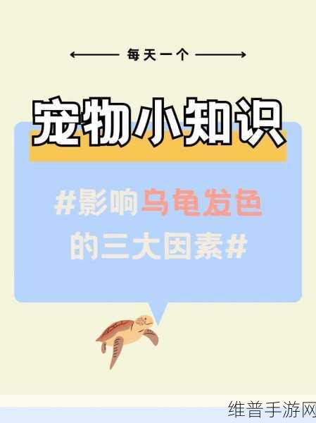 最强蜗牛乌龟攻略，香的数量之谜大揭秘