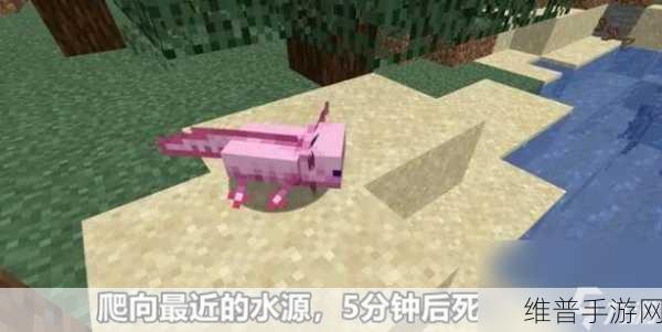 我的世界手游，美西螈繁殖秘籍大公开