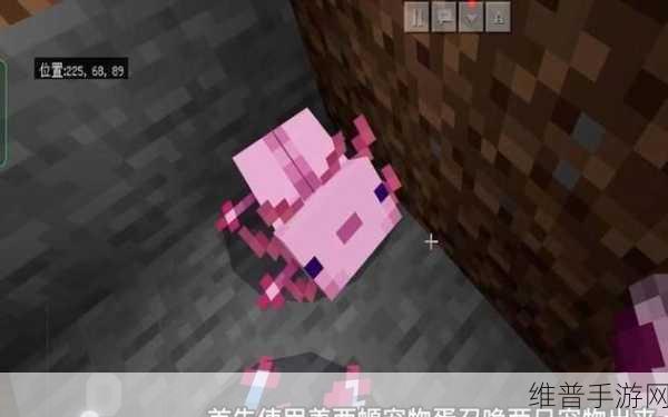 我的世界手游,美西螈繁殖秘籍大公开