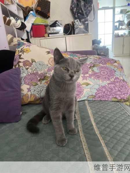 小森生活领养猫咪全攻略，萌宠相伴的温馨之旅