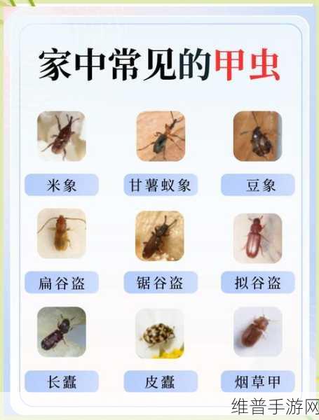 小森生活，稀有甲虫刷新时间大揭秘