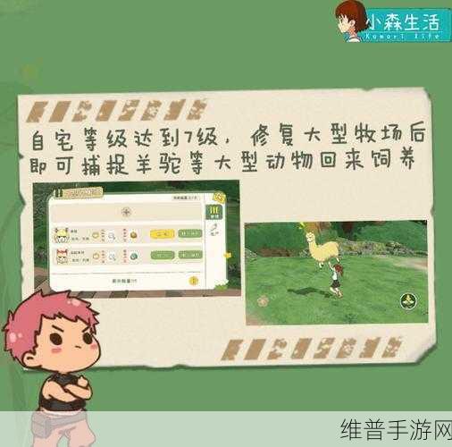 小森生活领养第二只猫的全攻略指南