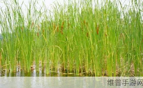 桃源记 2香蒲草获取秘籍大公开