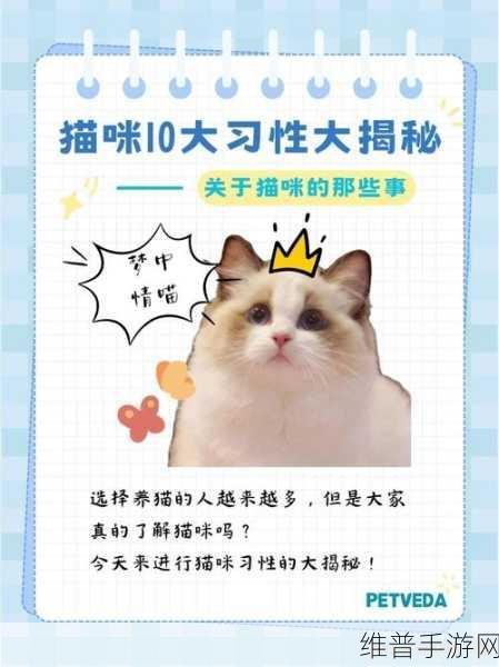 超越时空的猫第一章通关秘籍大揭秘