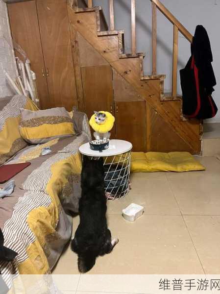 小猫咪大城市解锁找到狗狗的球成就秘籍