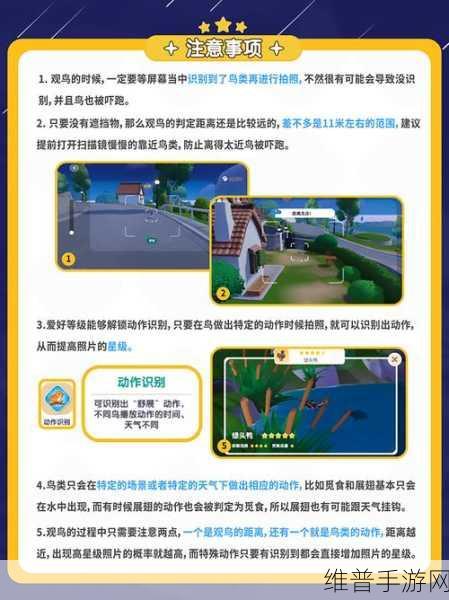 心动小镇观鸟爱好全解锁秘籍