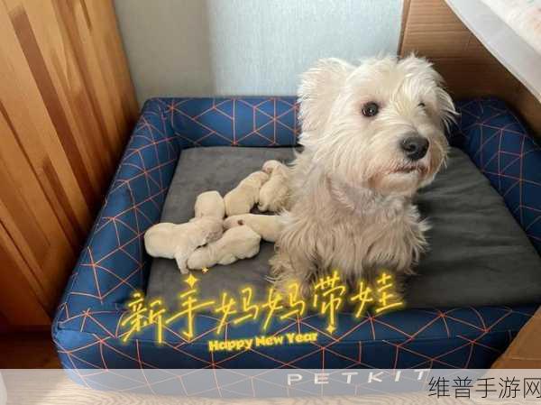 动物餐厅海瑟薇送信玩法全解析