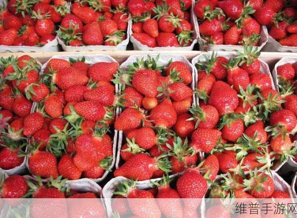 91草莓视频：草莓时光【专题】