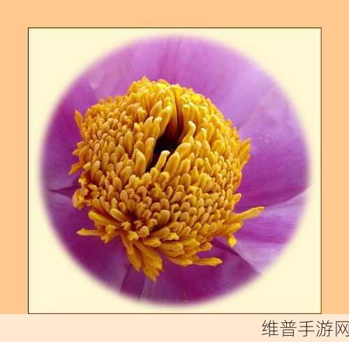 捻压花核：花心大冒险【专题】