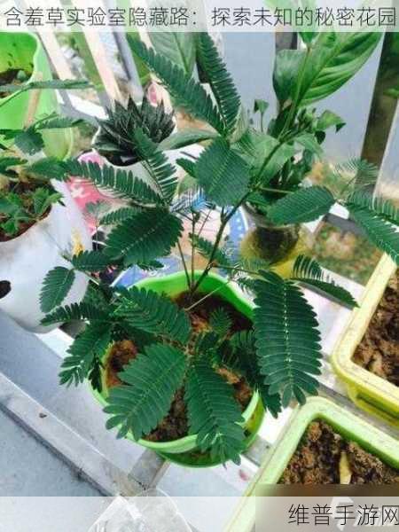含羞草实验室隐藏路线:羞花秘境探险【专题】