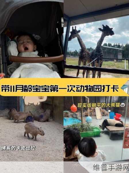 动物隆隆声,探索3D休闲养成类游戏的奇妙之旅