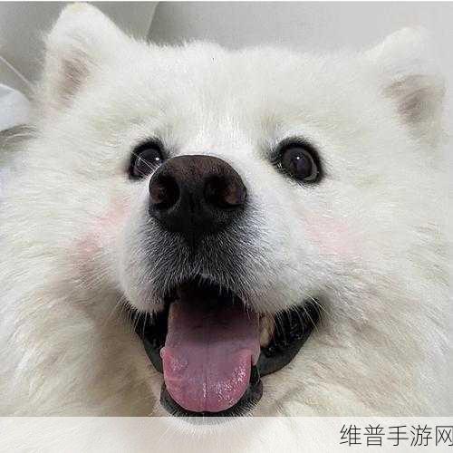 我的老公是条狗白丽珍：狗系老公养成记【专题】