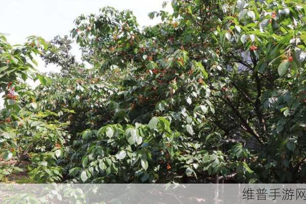 樱桃直播免费观看：樱桃直播 - 精彩无限 畅享生活【专题】