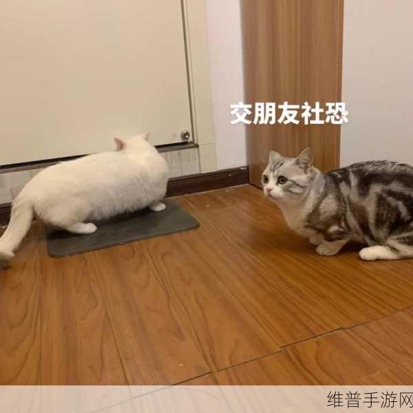 老师的大白兔在衣服里面一抖一抖：兔兔快跑：萌宠大冒险【专题】