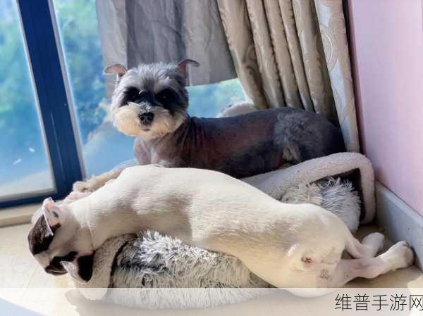 老师的大白兔在衣服里面一抖一抖:兔兔快跑:萌宠大冒险【专题】