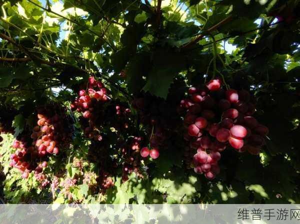 一线产区和二线产区的气候条件：探索不同产区的气候秘境：打造专属葡萄园【专题】