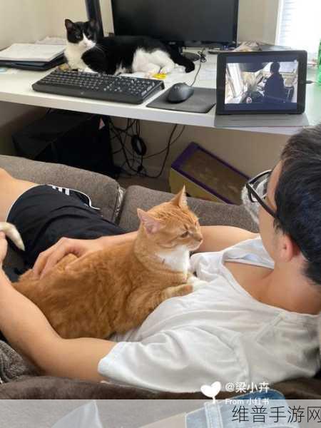 室友是只小猫咪手游下载全攻略，魔性闯关，休闲新体验