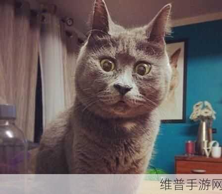 滑猫手游下载,探索喵咪世界的趣味敏捷之旅