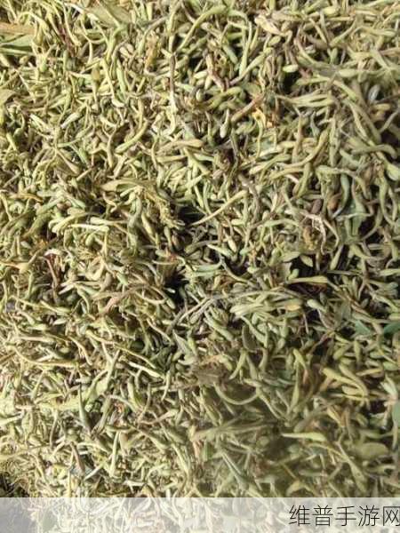 不含而立BY金银花：金银花的修仙之旅【专题】