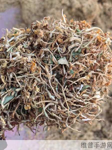 不含而立BY金银花：金银花的修仙之旅【专题】