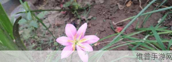 506寝室的灯灭了6朵花第二部分：寝室奇缘：暗夜绽放的六朵花【专题】