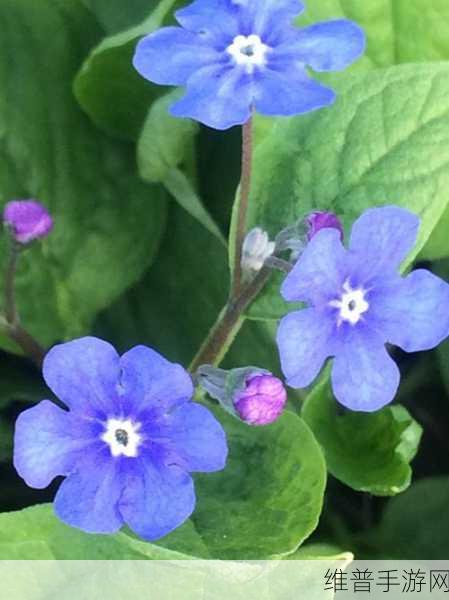 506寝室的灯灭了6朵花第二部分：寝室奇缘：暗夜绽放的六朵花【专题】