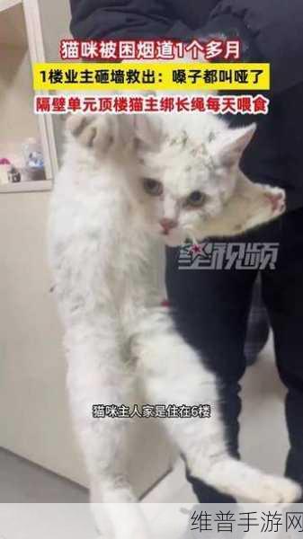 救出猫咪,简约休闲小游戏的极致魅力与攻略详解