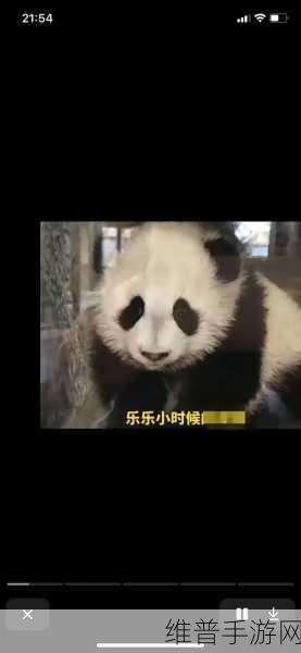 乐乐大熊猫眼睛被挖：熊猫乐乐：拯救萌宠大作战【专题】