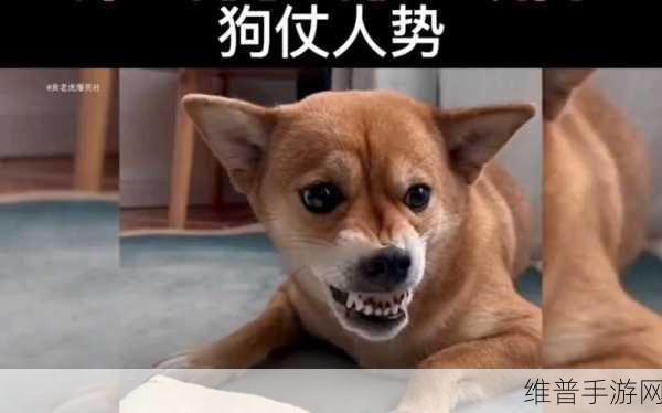 python人狗大战精彩瞬间：萌宠大作战：人狗对决【专题】