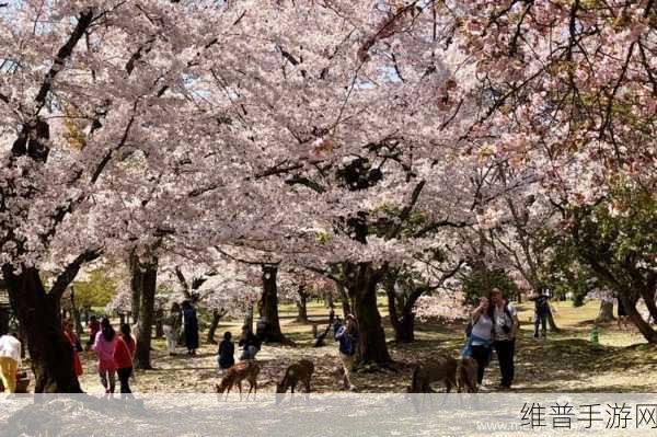 日本不卡色视频:樱花物语:异国探险【专题】