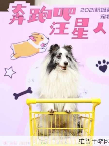 艾兰岛宠物获取全攻略,成为萌宠大师