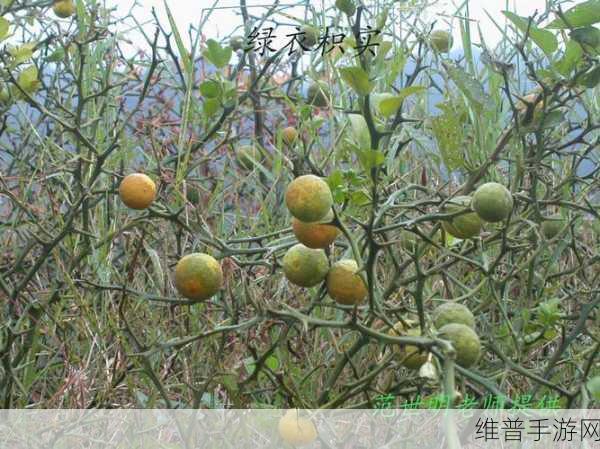 积枳桶积枳免费大全直接看：积枳桶 - 海量积枳视频｜免费观看【专题】