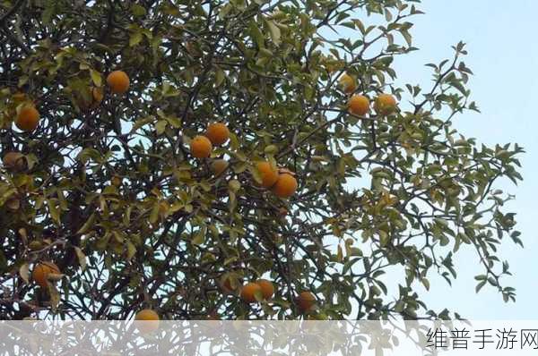 积枳桶积枳免费大全直接看：积枳桶 - 海量积枳视频｜免费观看【专题】