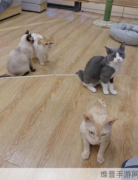 露营猫咖啡，打造梦幻猫星人主题咖啡厅的秘籍