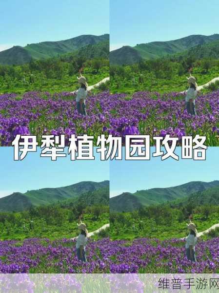 伊犁园20243秒转入：伊犁园 - 20秒极速入驻【专题】