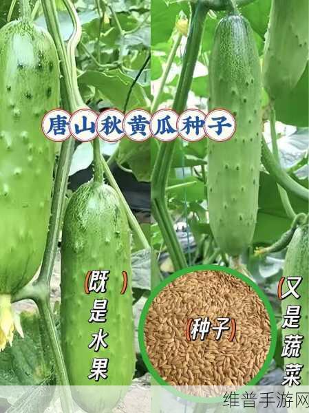 国产乱码精品一区二区三区黄瓜的特点：黄瓜农场：种植大师【专题】