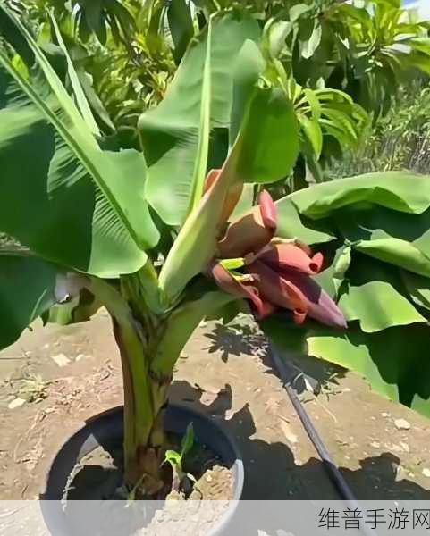 咪托香蕉视频：咪托香蕉短视频【专题】