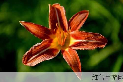 忘忧草在线视频观看大豆行情:忘忧草:休闲养成小游戏【专题】
