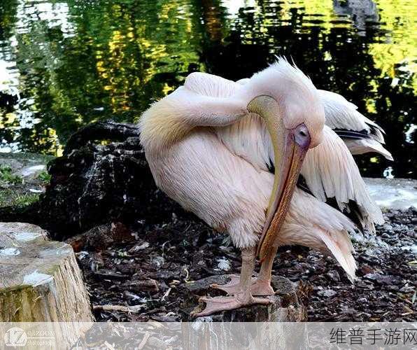 ZOOM人与禽ZOOM：飞禽大作战：动物ZOOM世界【专题】
