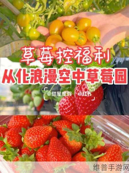 草莓福利视频:草莓视频小屋【专题】