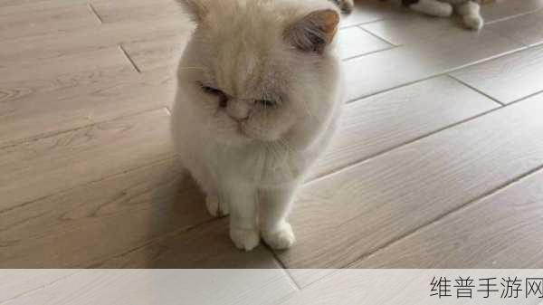 猫咪APP：喵喵乐园【专题】