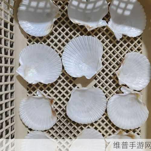 两个 一个扇贝：双生贝壳大冒险【专题】
