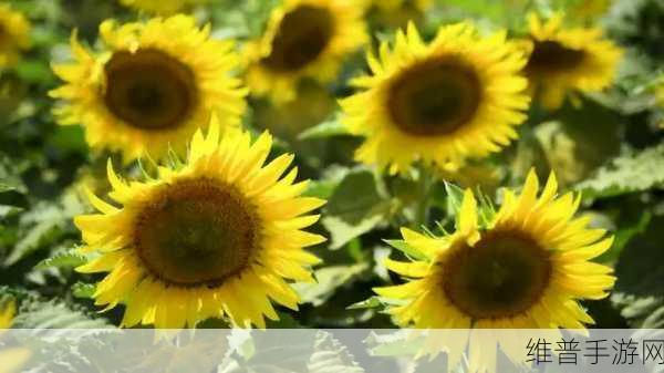 草莓向日葵视频：草莓葵花视频播放器【专题】