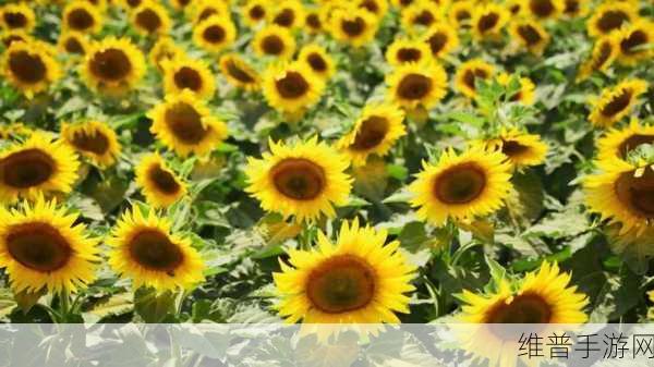 草莓向日葵视频:草莓葵花视频播放器【专题】