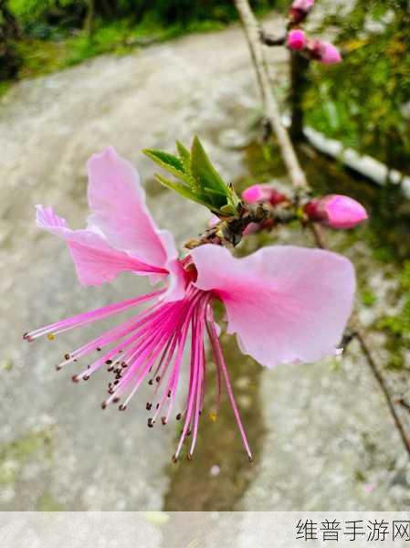 桃红色jl界:桃花仙境:梦幻冒险【专题】