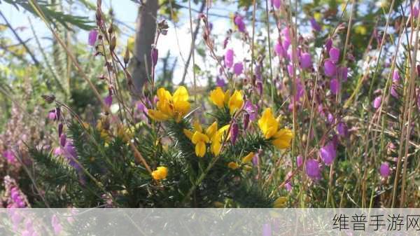 野花社区视频：野花视频社区-短视频交友【专题】
