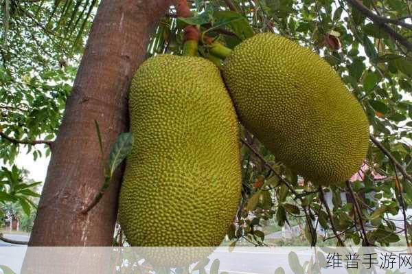 菠萝蜜视频高清免费看特色：菠萝蜜短视频 - 精彩内容随心看【专题】