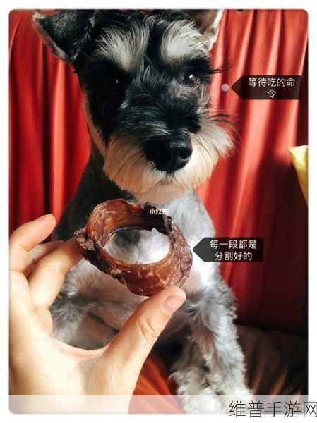 人狗胶配方大全及功效说明书：宠物医馆：爱宠康复秘方图鉴【专题】
