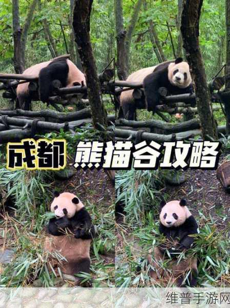腾讯佛系养熊游戏深度攻略，萌宠熊猫的养成之旅