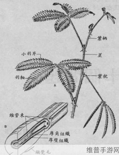 含羞草实验究究所隐藏路线：羞草探秘：解锁隐藏关卡【专题】